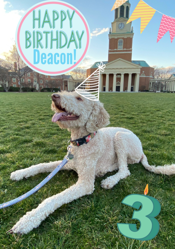 Deacon Turns Three: Puppy Checklist!